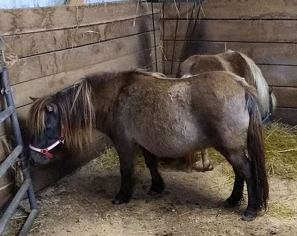 smutty-buckskin--countershade-dorsal-horse