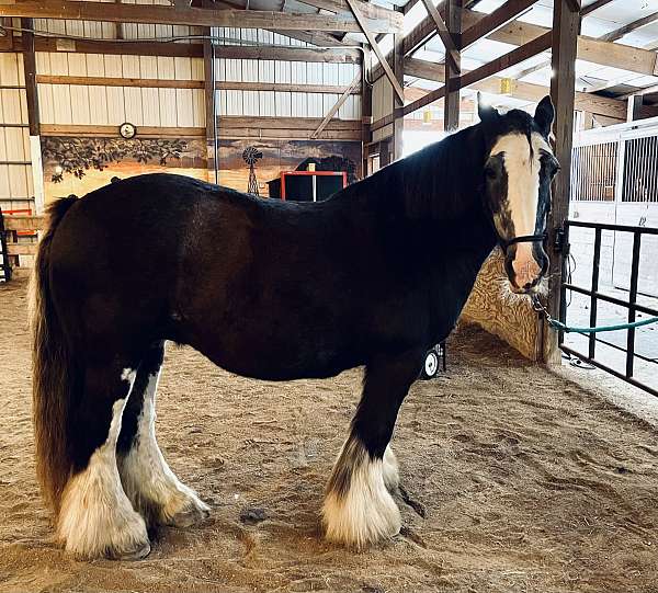 iowa-gypsy-vanner-horse