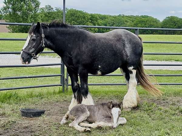 iowa-broodmare