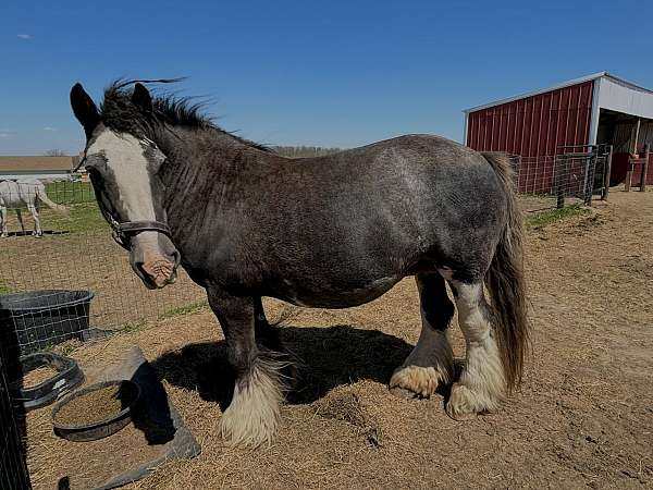 silver-broodmare