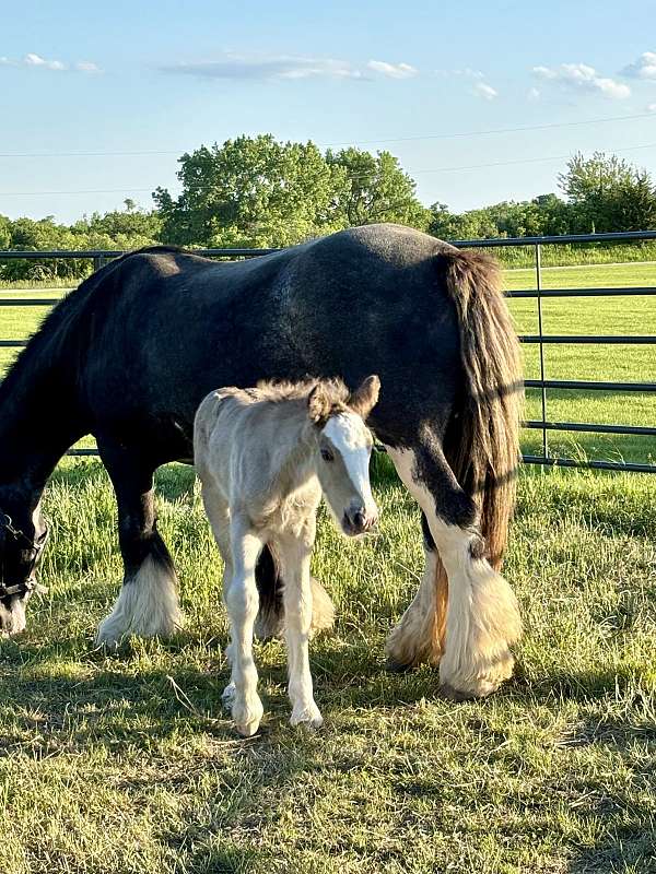 leopard-broodmare