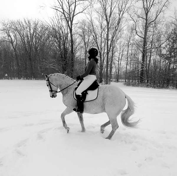 3-day-eventer-lusitano-pony