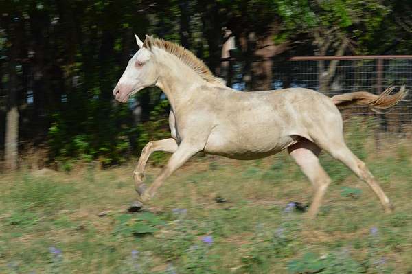 smaller-andalusian-horse