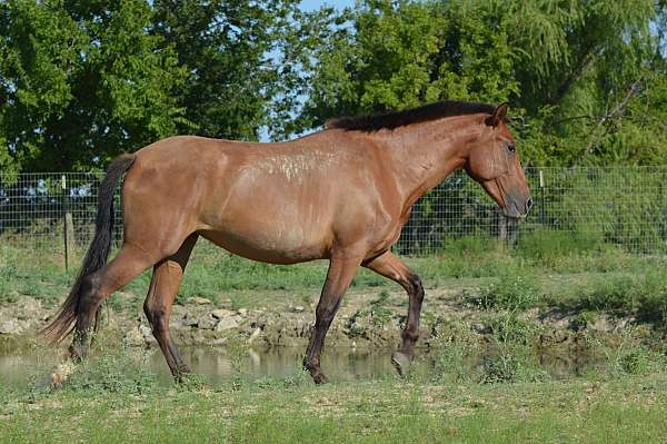 baroque-andalusian-horse