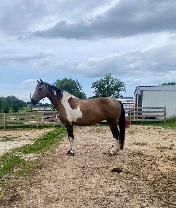 missouri-fox-trotter-mare