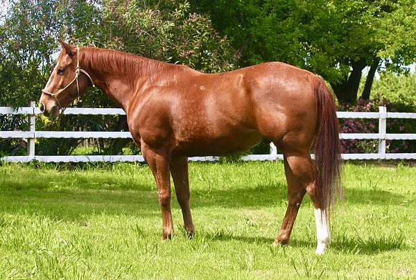 quarter-horse-gelding