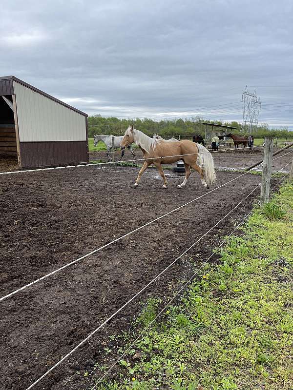 rocky-mountain-gelding