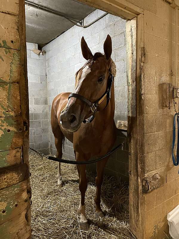 chestnut-stripe-stocking-horse