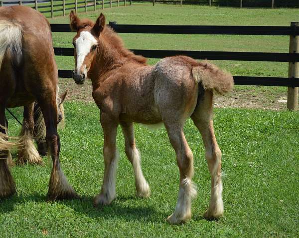 two-a-half-white-socks-horse