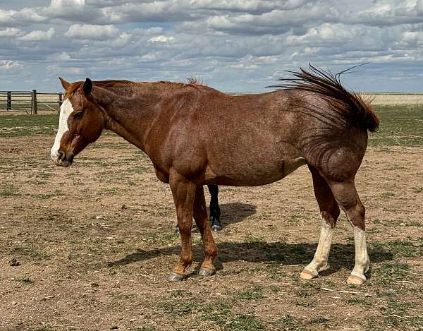 rabicano-roan-quarter-horse