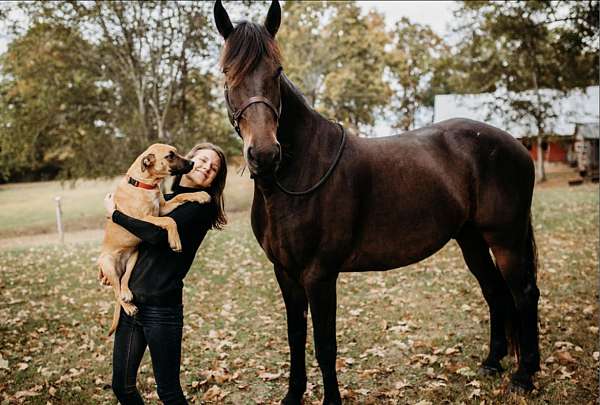 twh-friesian-horse