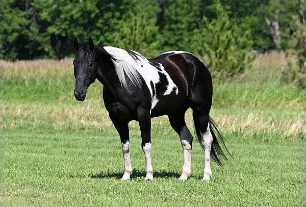 tobiano-horse