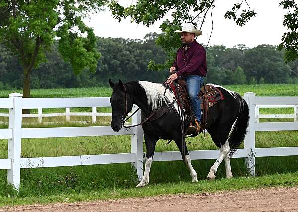 tobiano-gelding-for-sale