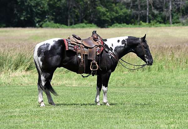 tobiano-paint-gelding