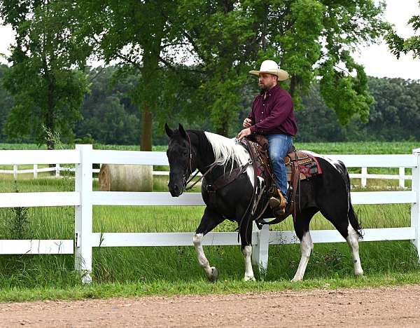 15-hand-paint-gelding