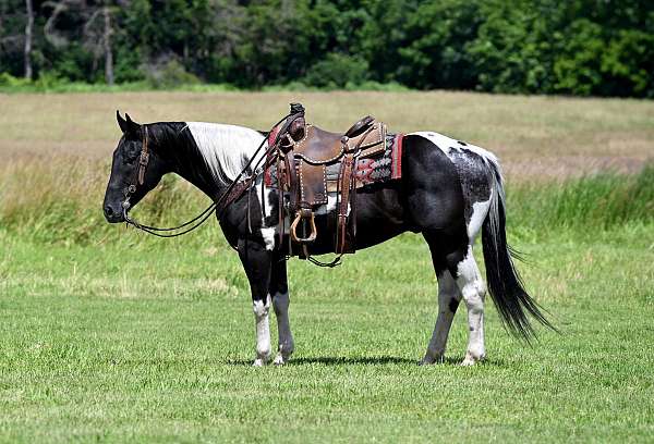 tobiano-paint-horses-for-sale