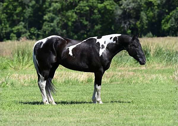 15-hand-gelding