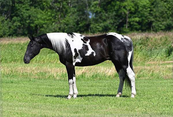 15-hand-tobiano-horse