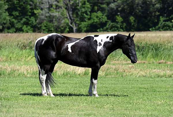 tobiano-paint-horse