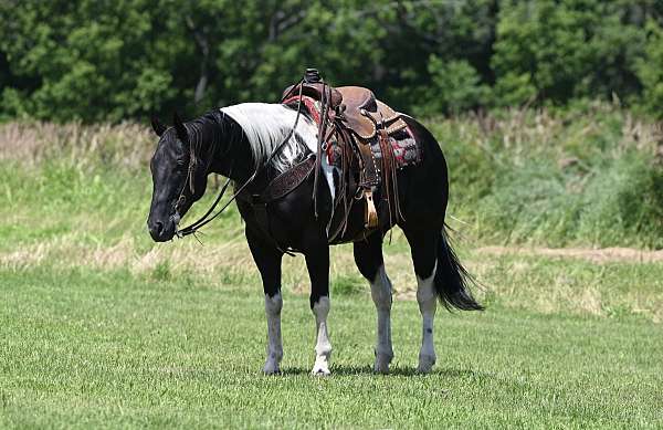 tobiano-gelding