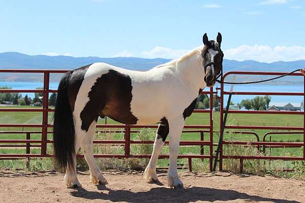 beautiful-gelding-gypsy-vanner-horse