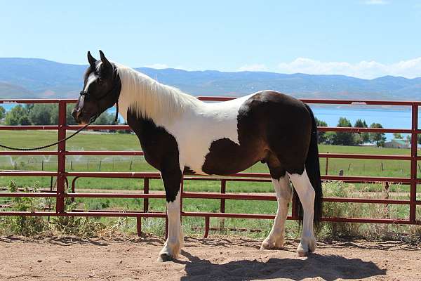 gentle-as-they-come-gypsy-vanner-horse