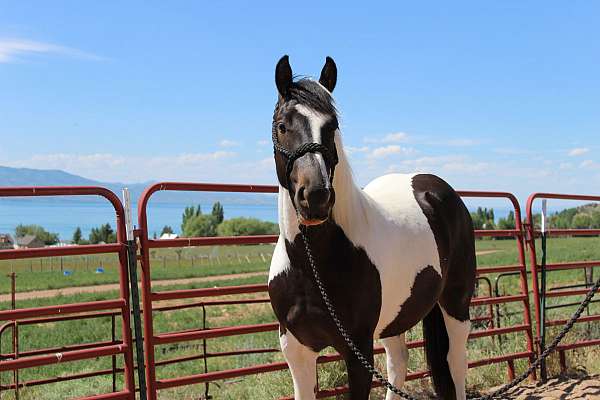 all-gypsy-vanner-horse