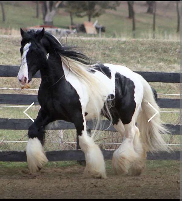 dam-gypsy-vanner-horse