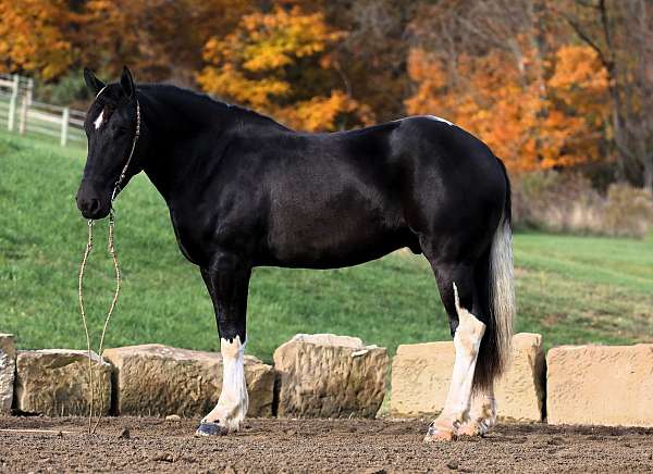 black-overo-white-horse