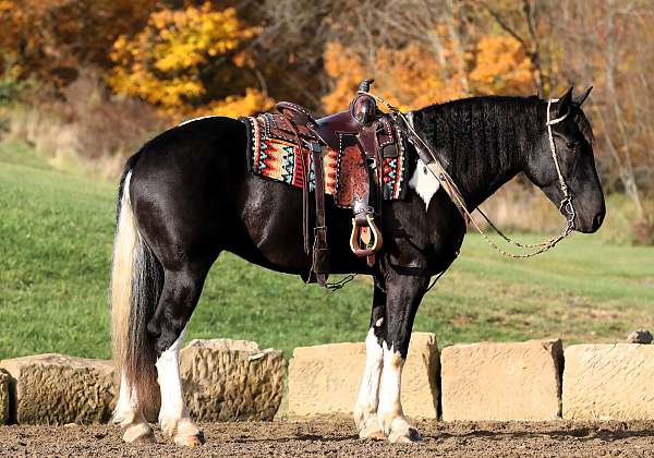 draft-horse