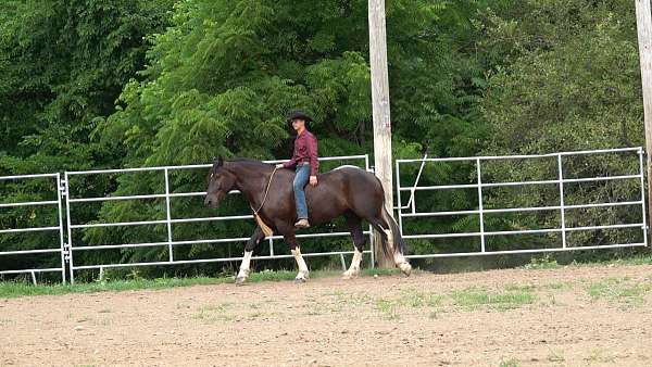 flashy-draft-horse