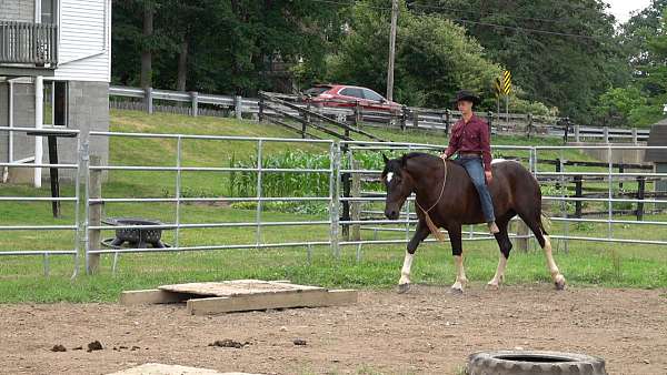 harness-draft-horse