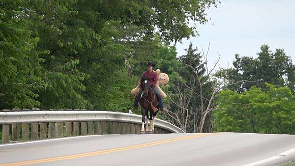 husband-safe-draft-horse