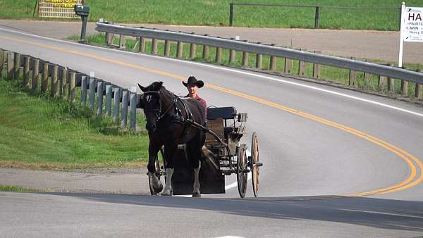 jumping-draft-horse