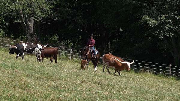 ridden-english-draft-horse