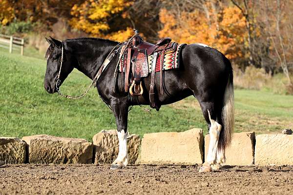 driving-draft-horse