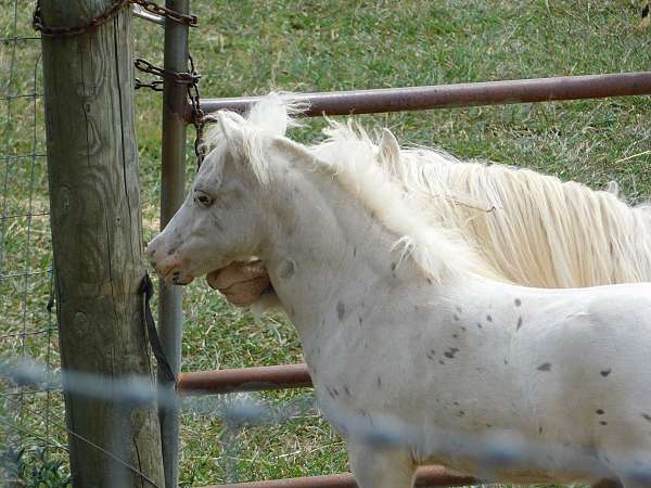 silver-leopard-horse