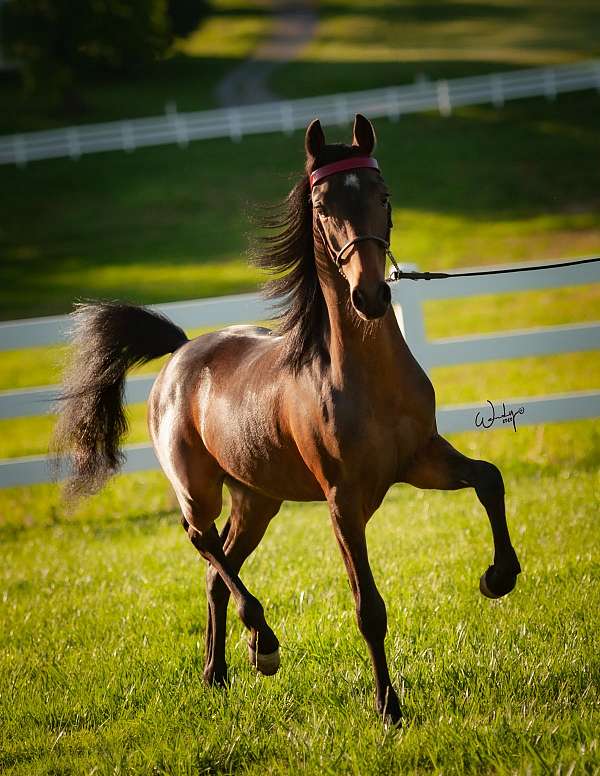 buddy-shetland-pony