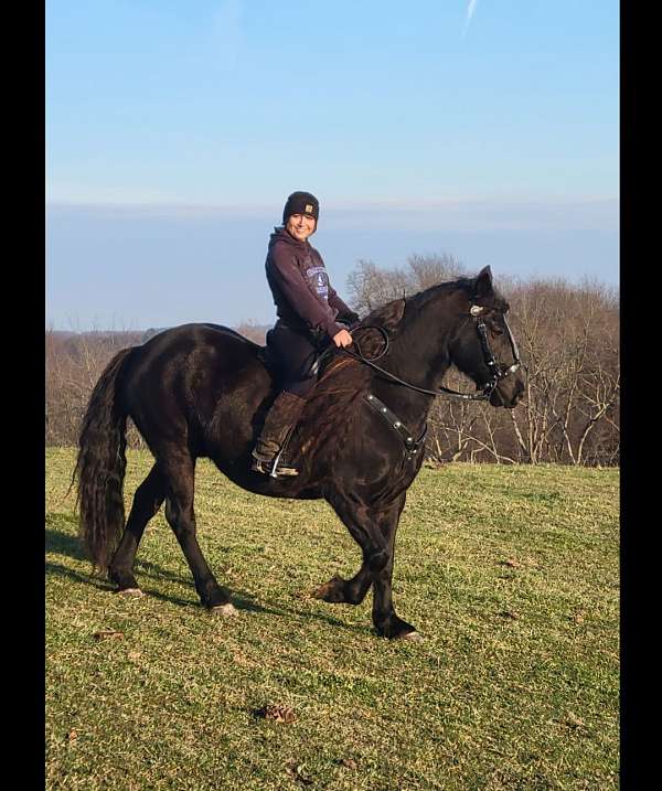 friesian-gelding