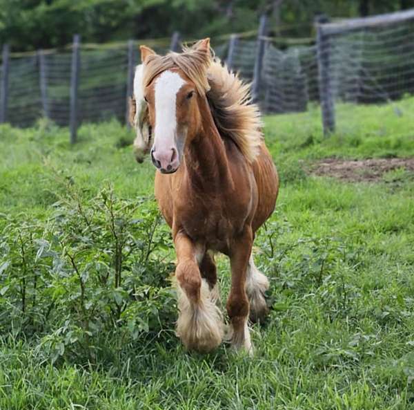 chestnut-filly-gypsy-vanner-horse