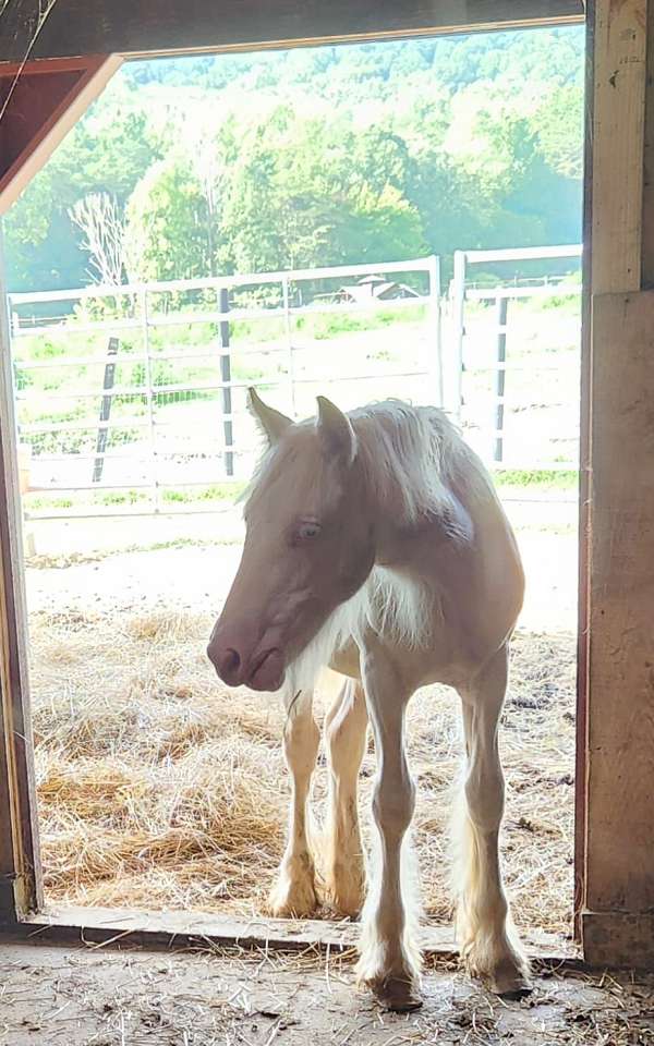 encore-gypsy-vanner-horse