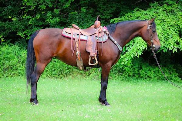 western-morgan-horse