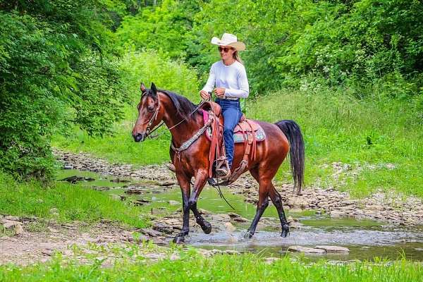 english-morgan-horse