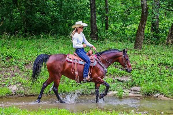 companion-morgan-horse