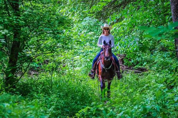 sweet-morgan-horse