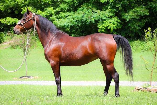 pleasure-morgan-horse