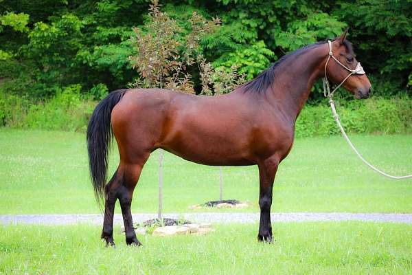 trail-riding-morgan-horse