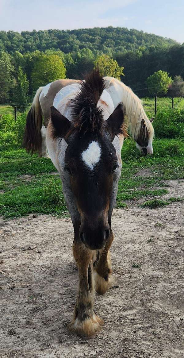 miami-gypsy-vanner-horse