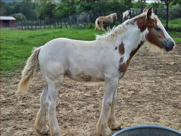 dawn-gypsy-vanner-horse