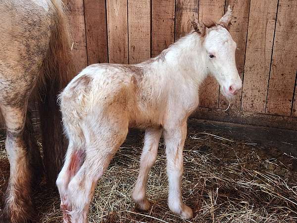 bling-gypsy-vanner-horse